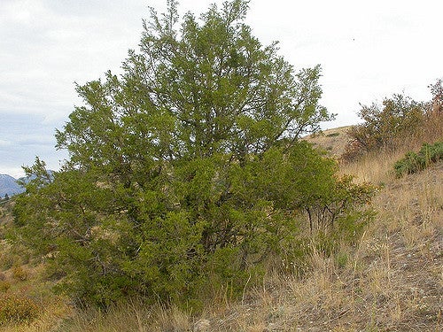 Rocky Mountain Juniper