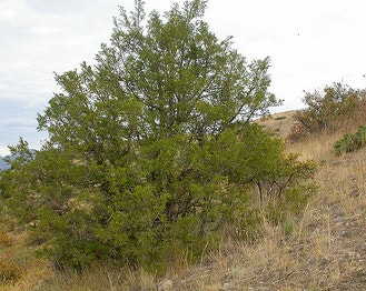 Rocky Mountain Juniper