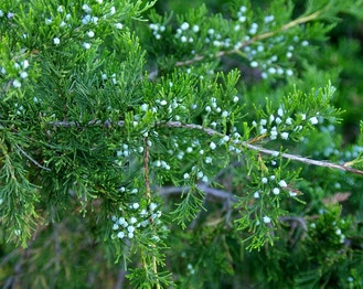 Eastern Red-Cedar