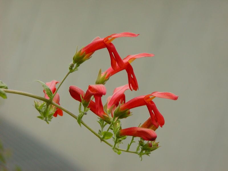 Heart Leaf Keckiella