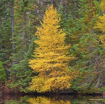 American Larch