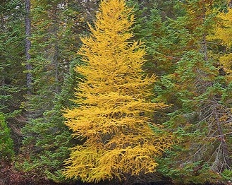 American Larch