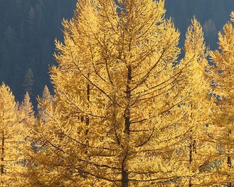 Western Larch