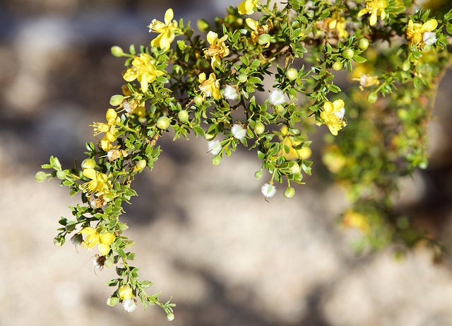 Creosote-Bush