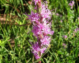 Dotted Gayfeather