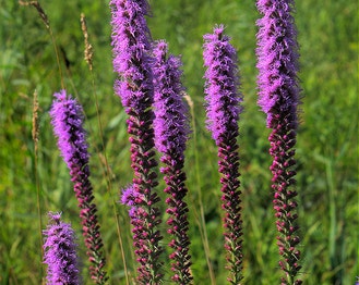 Cat-Tail Gayfeather
