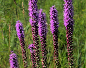 Dense Gayfeather