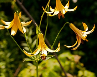 Canadian Lily