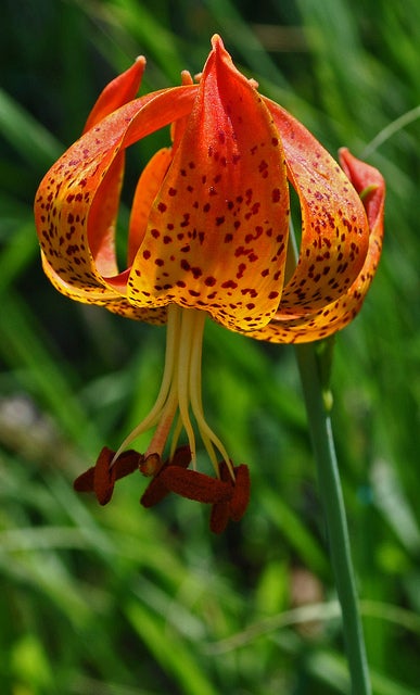 Michigan Lily