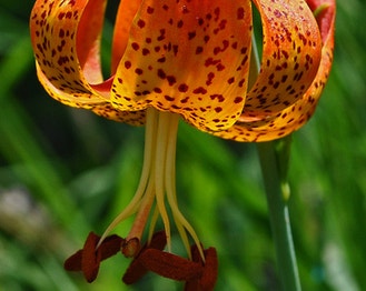 Michigan Lily