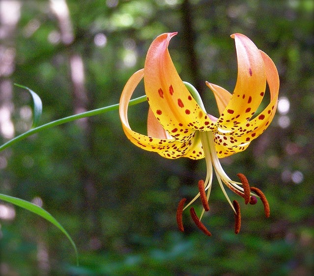 Turk's-Cap Lily