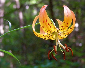 Turk's-Cap Lily