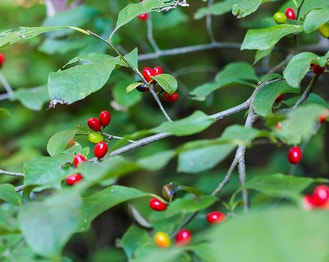Northern Spicebush