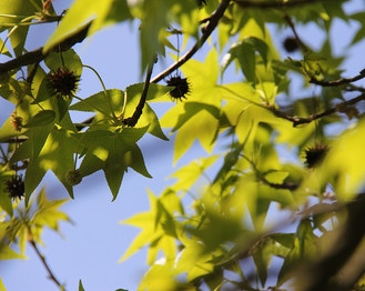 Sweet-Gum