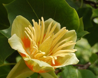 Tuliptree