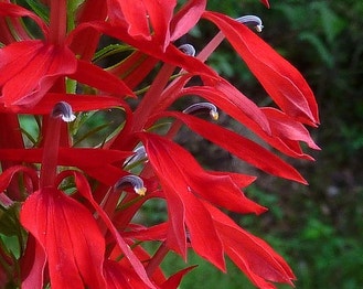 Cardinal-Flower