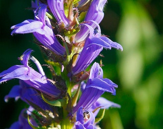 Great Blue Lobelia
