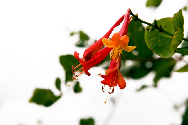 Orange Honeysuckle