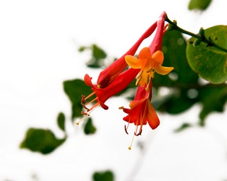 Orange Honeysuckle