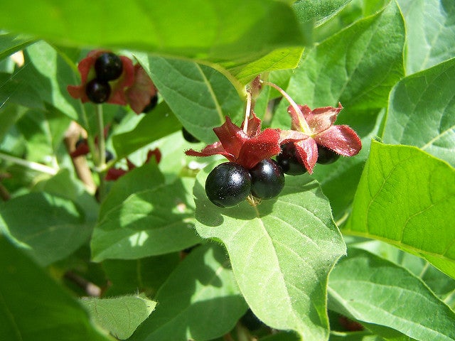 Four-Line Honeysuckle