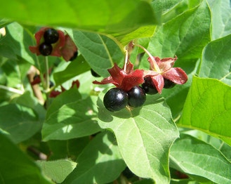 Four-Line Honeysuckle