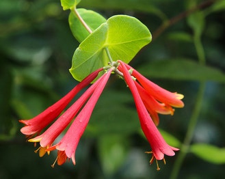 Trumpet Honeysuckle