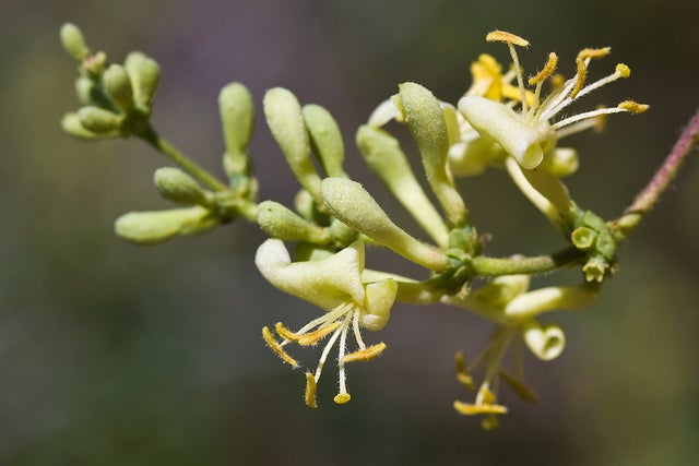 Southern Honeysuckle