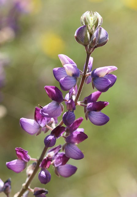 White-Leaf Bush Lupine