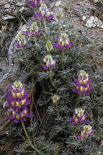 Interior Bush Lupine