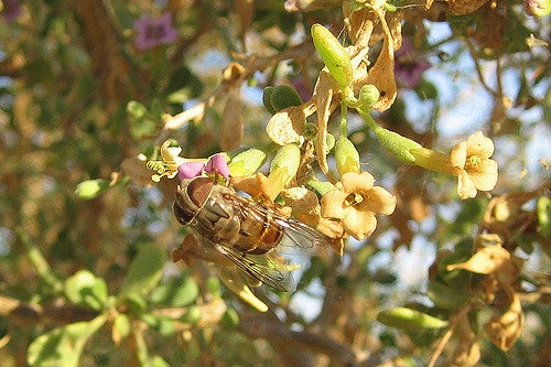 Fremont's Desert-Thorn