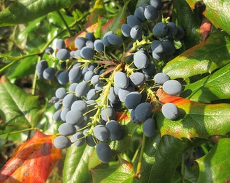 Holly-Leaf Oregon-Grape
