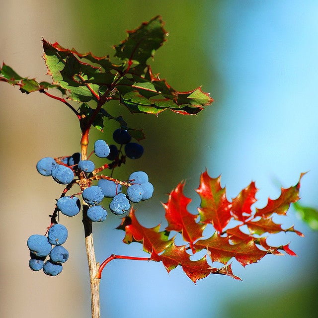 Cascade Oregon-Grape