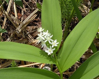 Starry False Solomon's-Seal