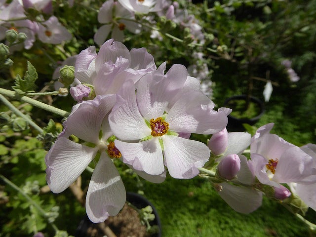 Chaparral Bush-Mallow