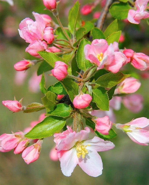 Prairie Crabapple