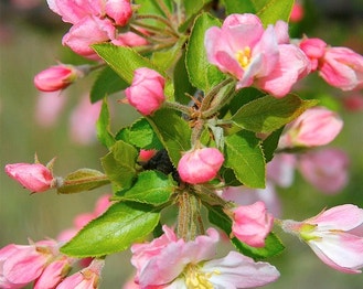Prairie Crabapple