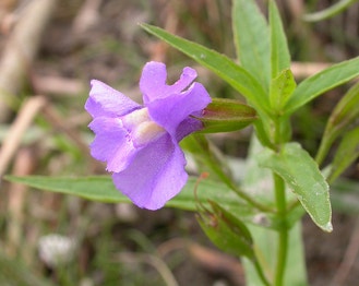 Allegheny Monkeyflower