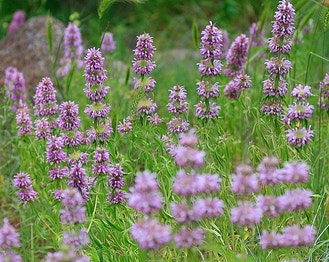Lemon Beebalm