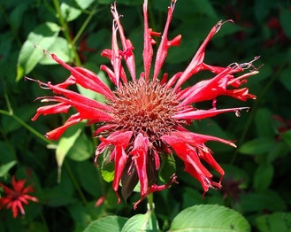Scarlet Beebalm