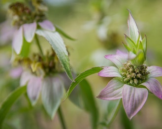 Spotted Beebalm