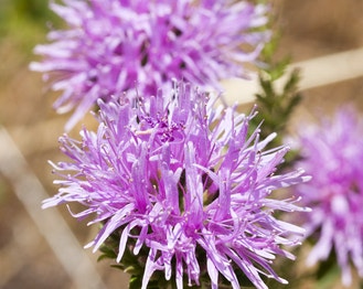 Coyote Mountainbalm