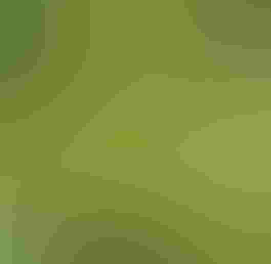 Morella cerifera, Myrica Cerifera, Southern Bayberry