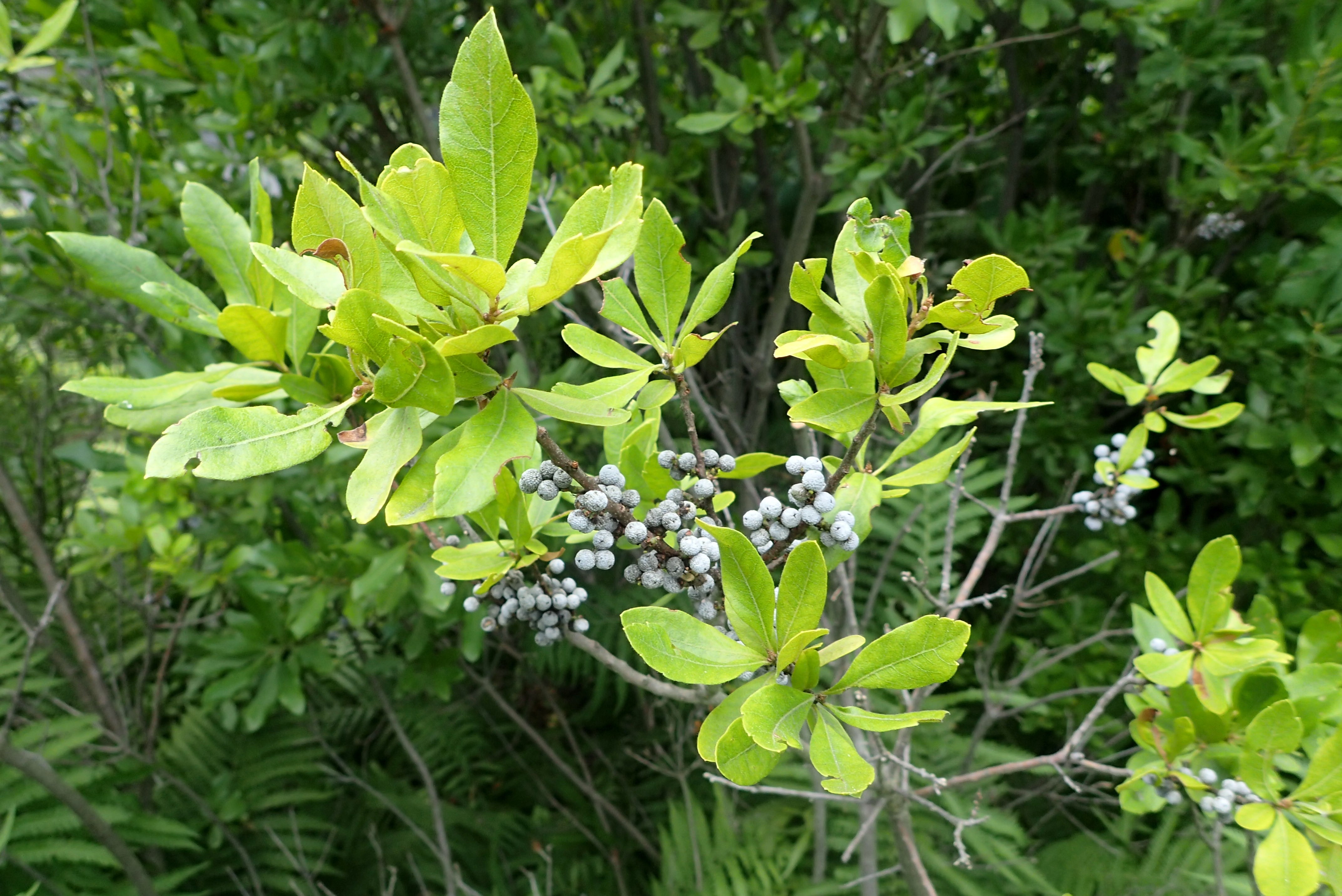Northern Bayberry