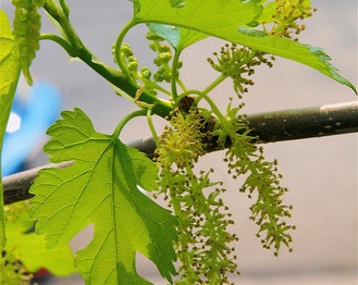 Red Mulberry