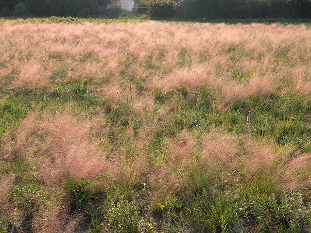 Hairawn Muhly