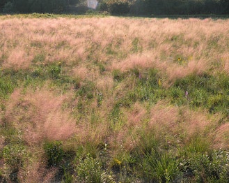 Hairawn Muhly