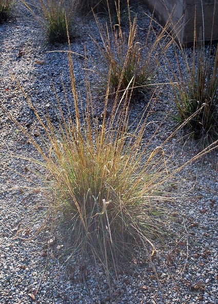 Deergrass