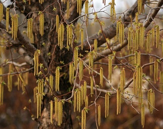 Eastern Hop-Hornbeam
