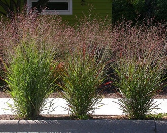 Wand Panic Grass