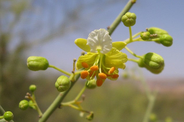 Yellow Palo-Verde